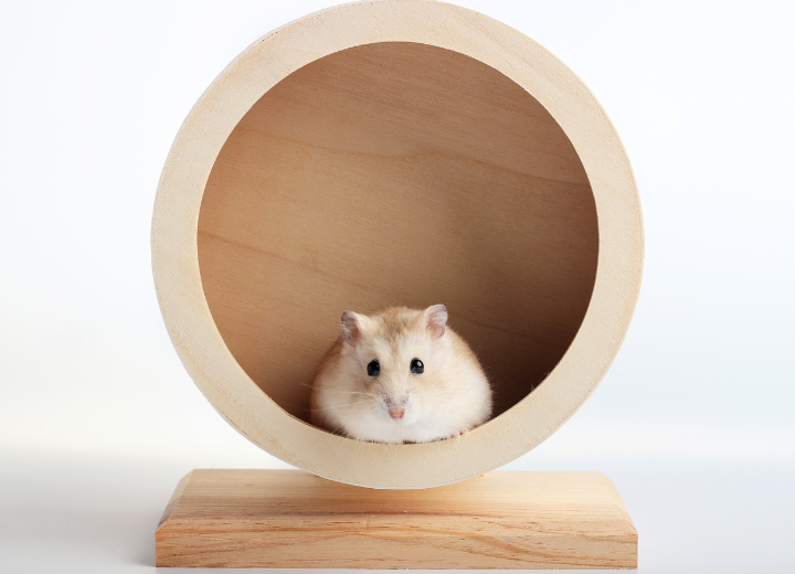 ハムスターの葬儀を手厚く：動愛園の葬儀プランをご紹介